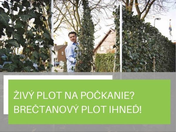 Živý plot na počkanie? Brečtanový plot ihneď k výsadbe!