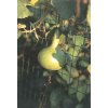 ZVÁRANÉ PLETIVO PANTANET® LIGHT - ZELENÉ, 1.5 x 25 m / 100 x 75 / 2.1 mm
