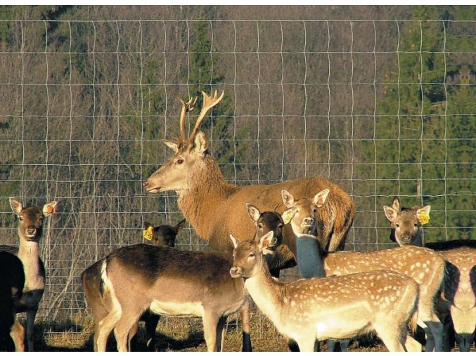 Uzlové pletivo výška 100 cm počet drátů 15/11, síla drátů ...