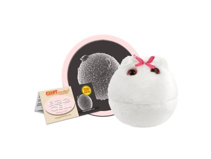 egg cell cluster