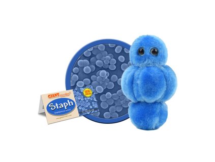 staph cluster