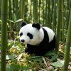 Plyšová panda 22 cm