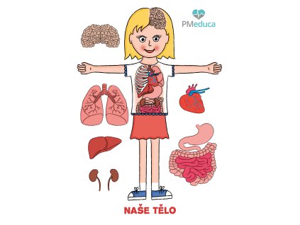 Edukativní banner pro mateřské školy - orgány lidského těla
