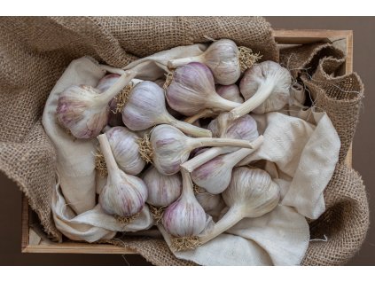 poctivy cesnak dof2 2 (1)