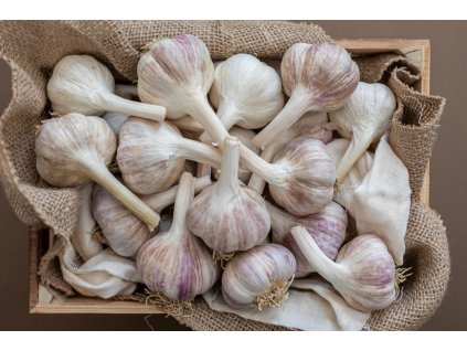 poctivy cesnak dof2 4