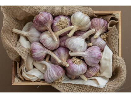 poctivy cesnak dof2 8