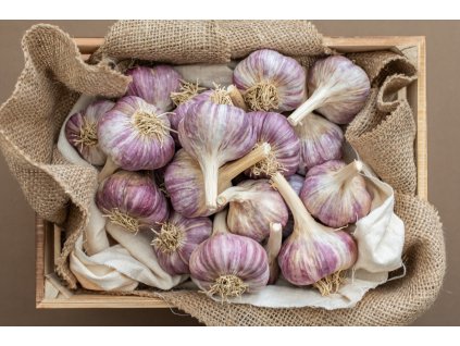 poctivy cesnak dof2 16