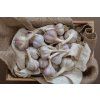 poctivy cesnak dof2 2 (1)