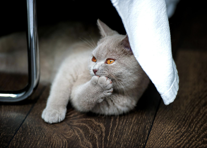 Hľadáte TOP zdravú vinylovú podlahu pre Vašich štvornohých miláčikov ?