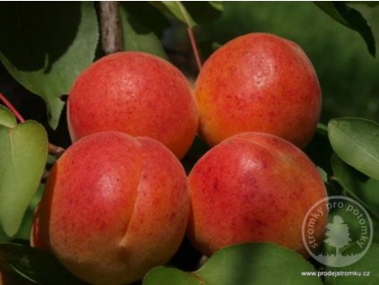 early orange merunka.med
