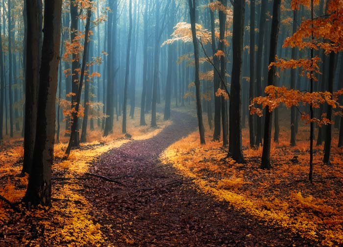 Fotograf Janek Sedlář a jeho úžasné pohlednice lesů