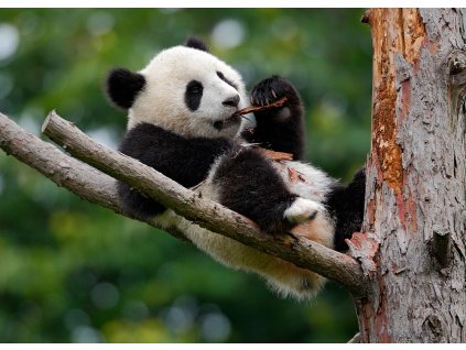 Pohlednice Panda velká