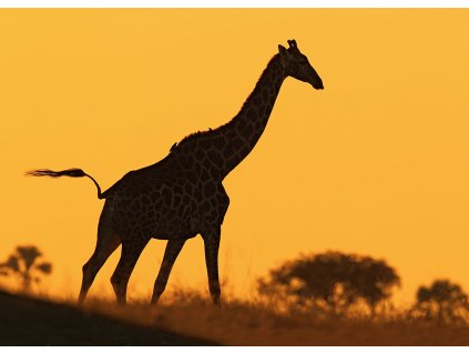 Pohlednice Žirafa angolská