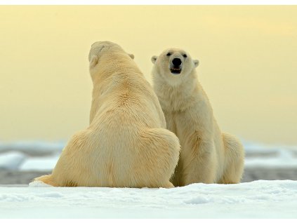Pohlednice Medvědi lední