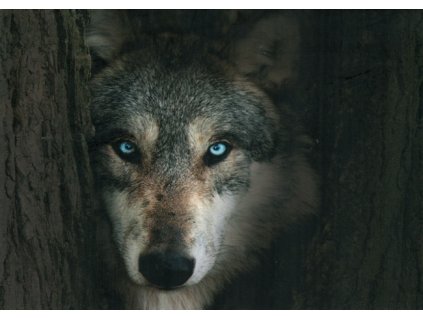 Pohlednice Vlk