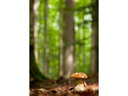 Pohlednice Hříbek