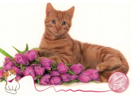 Pohlednice Kočka 93