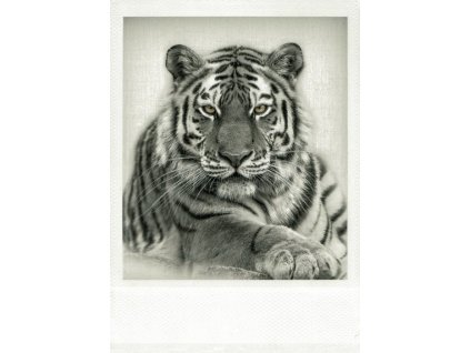 Pohlednice Tygr