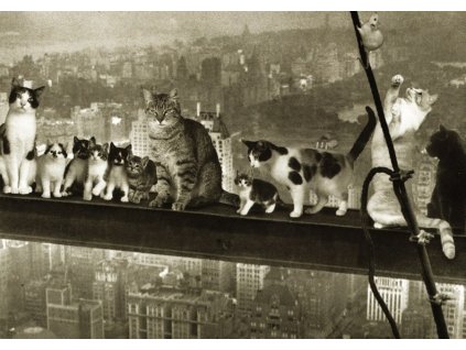 Pohlednice Kočky nad New York City