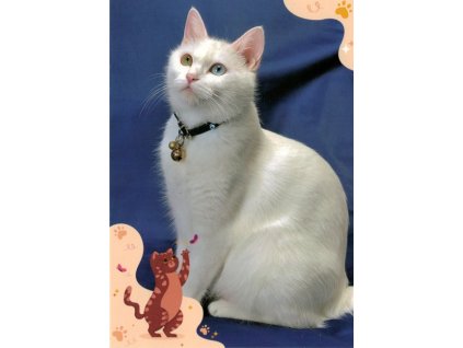 Pohlednice Kočka 110