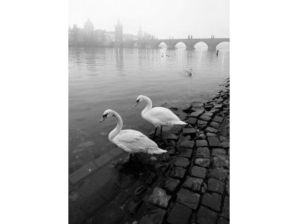Pohlednice Praha - Labutě u Vltavy