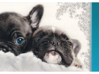 Pohlednice Štěňata 132