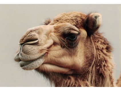 Pohlednice Velbloud 1