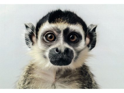 Pohlednice Opička kotul