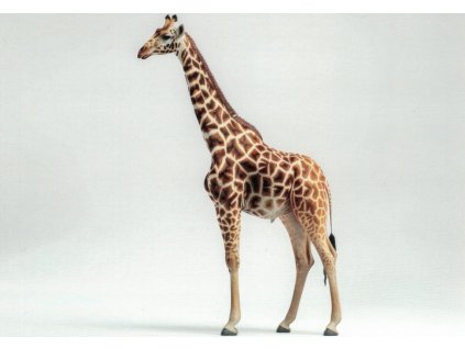Pohlednice Žirafa 1