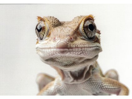 Pohlednice  Ještěrka