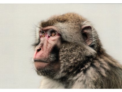 Pohlednice Opice - makak