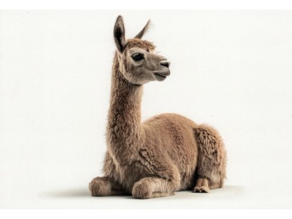 Pohlednice Alpaka