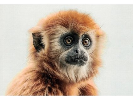 Pohlednice Opice - gibon