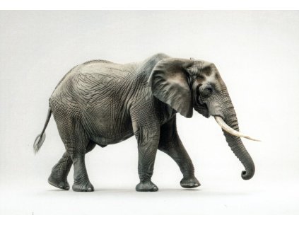Pohlednice Slon