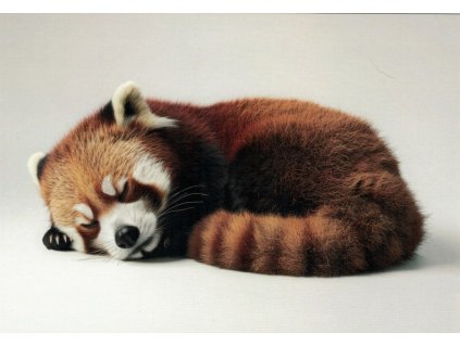 Pohlednice Panda červená