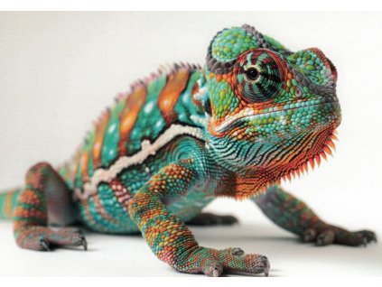 Pohlednice Chameleon 1