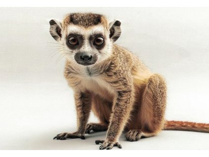 Pohlednice Lemur 1