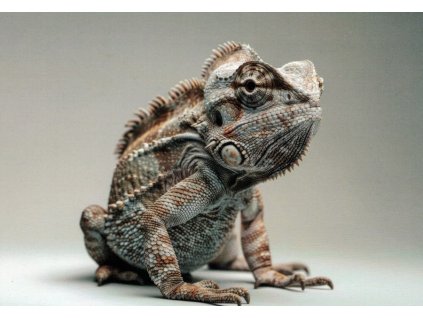 Pohlednice Chameleon 2