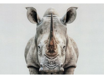 Pohlednice Nosorožec