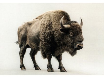Pohlednice Bizon