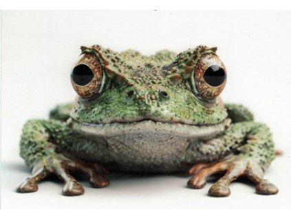 Pohlednice Rosnička