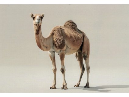 Pohlednice Velbloud