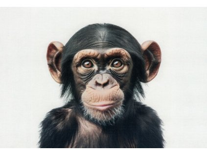 Pohlednice Opice - šimpanz 1
