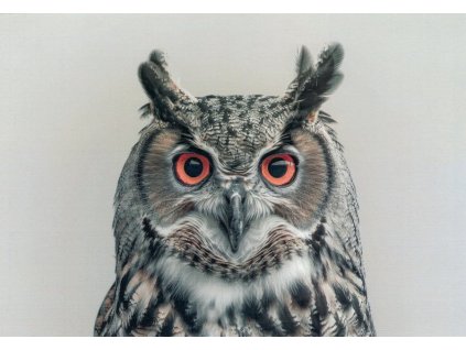 Pohlednice Sova - výr