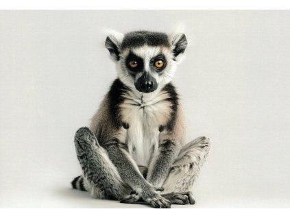 Pohlednice Lemur 2