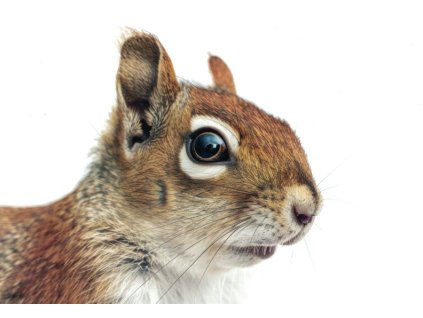 Pohlednice Veverka 2