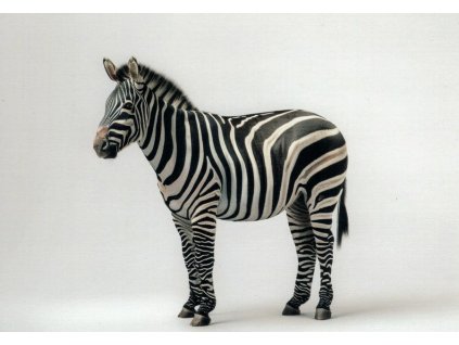 Pohlednice Zebra 1