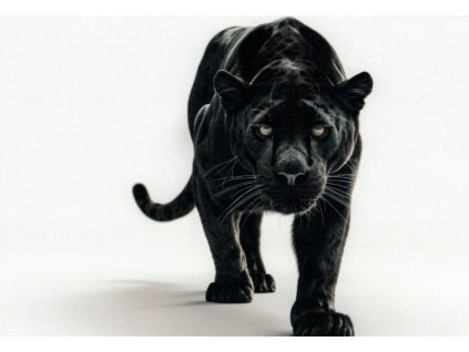 Pohlednice Černý panter