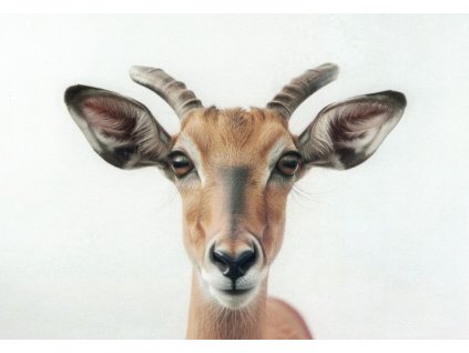 Pohlednice Antilopa - impala