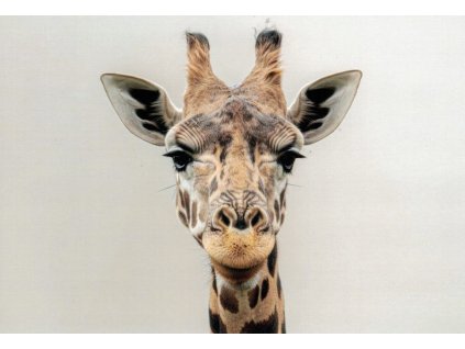 Pohlednice Žirafa 2